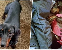 Ruthless Man Shoots Neighbor’s Dog In Head Because He’s ‘Tired Of His Barking’