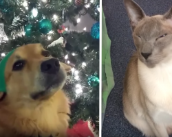 “Twas The Night Before Christmas” Takes On A New Life When Read By Pets