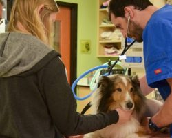 Paralyzed Dog Was Set To Be Euthanized When They Felt A Tick On Him