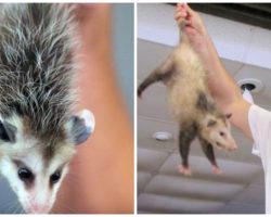 State Allows Opossums To Be Dropped From Sky To Ring In The New Year