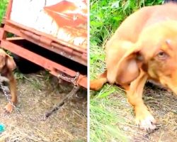 Owner Chained “Diseased” Puppy To Rusty Truck, Found Collapsed After 10-Days