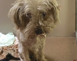 Owners Ask That Their Dog Be Put Down Because He Had “Bad Breath”