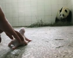 Panda Mom Rejected Her Newborn But Luckily Her Instincts Finally Kicked-In