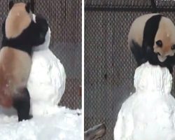 Determined Panda Takes On Snowman In Winter Wrestling Match