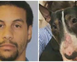 Every Day For 4 Years, Guy Beat Dog & Rubbed Her Face Into Concrete