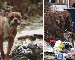 Pit Bull Abandoned By Her Owners At A Dumpster Amongst The Frozen Trash