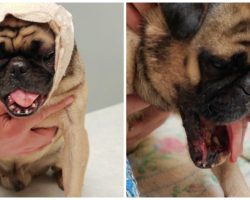 Man Brutally “Punt Kicks” Pug In Face, Shatters His Tiny Jaw In Pieces