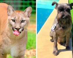 Authorities Issue High Alert After Mountain Lion Kills A Dog & Injures Another