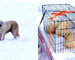 Couple Find 3 Shivering Puppies Living In A Sheep Carcass, Hunt For Mama Dog On