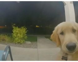 Puppy Escapes His Home, Instantly Regrets It & Rings Doorbell To Get Back In