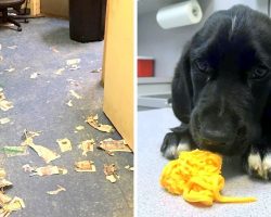 Pet Shop Stores Puppies In Nauseating Conditions, Many Puppies Die Of Diseases