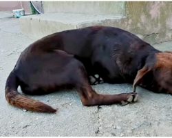 He Waits In The Same Spot Everyday To Be Saved & Wants A Home More Than Food