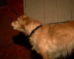 Rescue Dog Senses Danger In The Wall, Wakes Dad In The Middle Of The Night