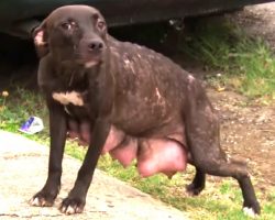 Rescuers Found Dog Desperately Looking For Her Pups, She Stops At Nothing To Get Them Back