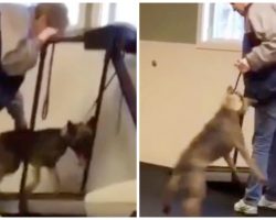 Exhausted German Shepherd Wants Off Treadmill, Angry Trainer Swings Dog In Air