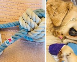 Dog Owner Warns Of Rope Toy Danger After Her Golden Retriever Passes Away