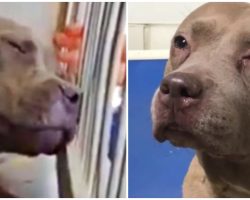 “She Cried Real Tears,” Her Babies Were Taken & She’s Banished To The Pound