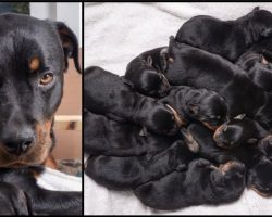 Rottweiler Gave Birth In The Middle Of Night And Babies Kept Coming Til 15 Were Born