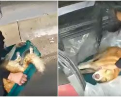 “Road Kill Dog” Is Passed By For Hours, Woman Shuts Down Highway To Pick Him Up