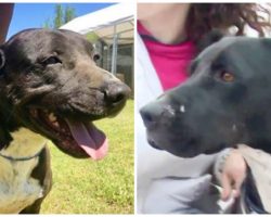 Friendly Dog Languishes For 7 Years At Shelter Because No One Wants Him
