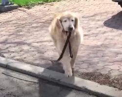 Senior Dog Grabs His Leash Every Day To Go See His “Favorite Person”
