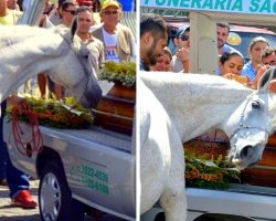 Horse Overcome With Grief At Owner’s Funeral, Holds On To Coffin & Won’t Let Go