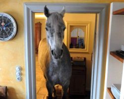 Horse Strolls Into Random Man’s House And Makes Herself Right At Home