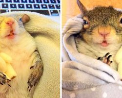 Squirrel Somehow Survives Hurricane And Won’t Sleep Without Her Comfort Teddy