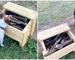 Crafty Man Builds ‘Stick Library’ For All Pups To Enjoy At New Dog Park