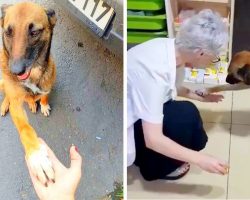 Injured Stray Dog Tracks Down A Pharmacist & Shows Her The Paw That Is Bleeding