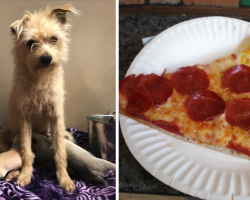 Stray Dog Comes Up And Steals A Piece Of Pizza, Leads Strangers To Her Pups