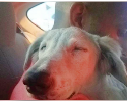 Stray Dog Finally Relaxes When He’s Being Taken To His New “Forever” Home