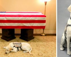 Pres. George HW Bush’s Loyal Service Dog To Be Honored With A Life-Size Statue