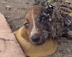 Puppies Found Covered In Hardened Tar Could Only Move Their Eyes