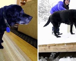 Mailman Sees Senior Dog Can’t Climb Stairs, Goes Out Of Way To Build Him A Ramp