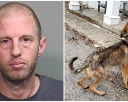 Dog Trainer Arrested After Abusing & Starving Countless Pups In His Care