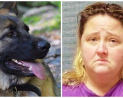 Woman Injects Two Dogs With 30 Vials Of Insulin In Attempt At Home Euthanasia