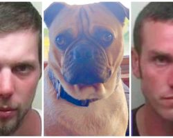 Duo Tortures Employer’s Pug, Uses Him As Target Practice & Dumps Body In Lake
