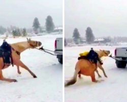 Couple Drags Horse Behind Truck To “Discipline” Him, Helpless Horse Screams In Pain