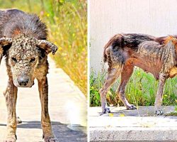 Unloved Dog’s Body Turns Hard Like Stone, She Loses All Mobility & Waits To Die