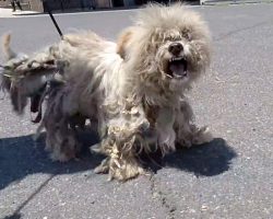 Stray Dog Whose Spirit Was Dwindling Screamed In Pain When Approached