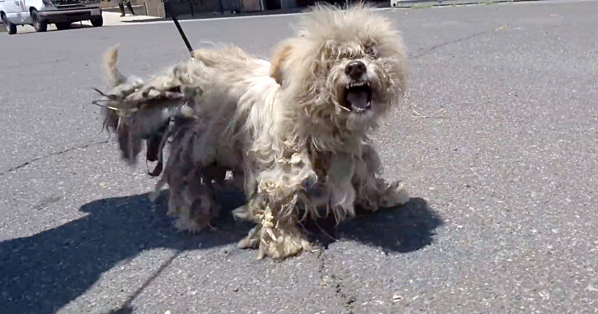 Stray Dog Whose Spirit Was Dwindling Screamed In Pain When Approached