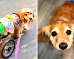 Special Needs Dog Facing Daily Struggles After Carjackers Steal Her Wheelchair