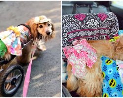 Disabled Dog’s Wheelchair Was Stolen During Car Theft, Cops Searching For Thief