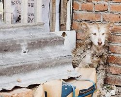 Other Dogs Are Playing While Husky Sat Frozen With Fear In A Corner