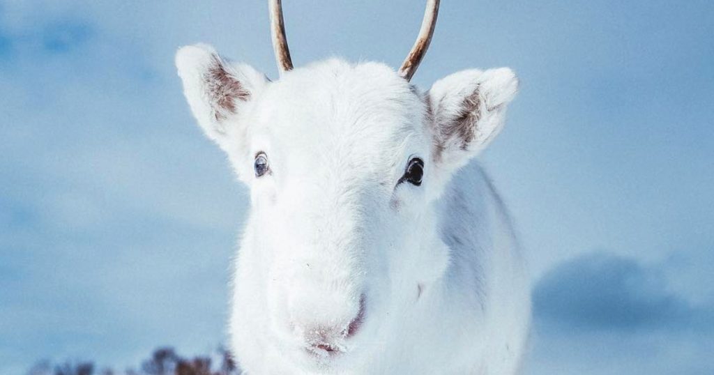Man Takes Enchanting Photographs Of A Rare All-White Baby Reindeer