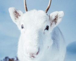 Man Takes Enchanting Photographs Of A Rare All-White Baby Reindeer