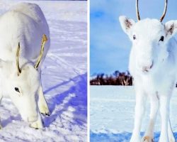 All-White Baby Reindeer Nestled In The Snow Looks Straight Out Of A Fairy Tale