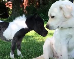 Tiny, Wobbly Horse Is Smaller Than Her Doggy Siblings