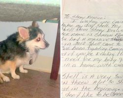 Woman Who Died Of Cancer, Left A Touching Note To Help Her Senior Dog Get Adopted